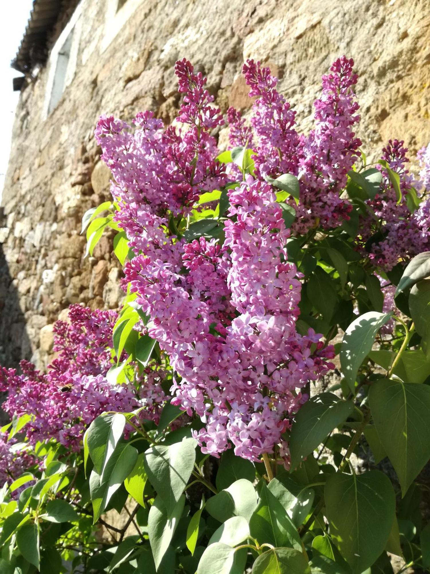 La Posada De Pedrazales Bagian luar foto